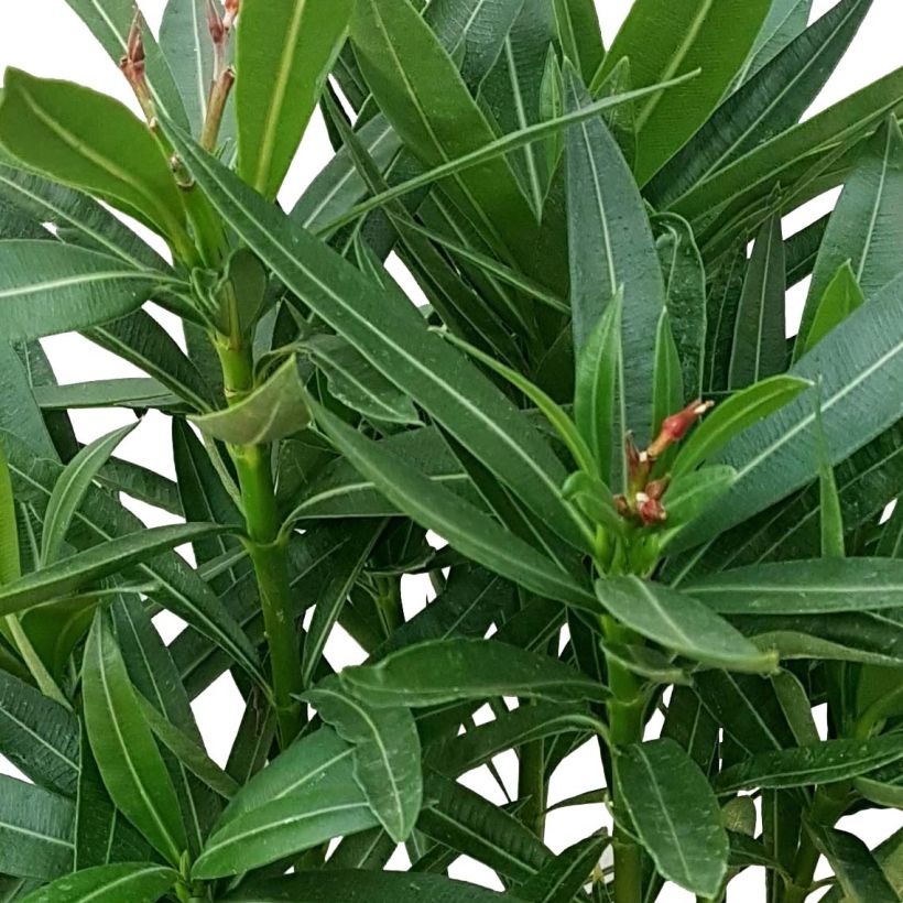 Laurier rose Provence - Nerium oleander (Foliage)