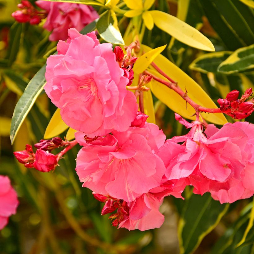 Laurier rose Variegata - Nerium oleander (Flowering)