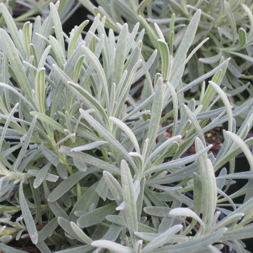 Lavande intermedia Phenomenal (Niko) - Lavandin (Foliage)