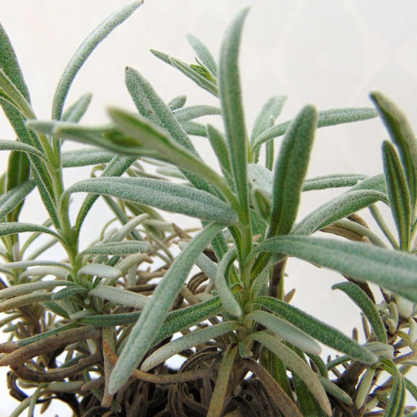 Lavande Richard Gray (Foliage)