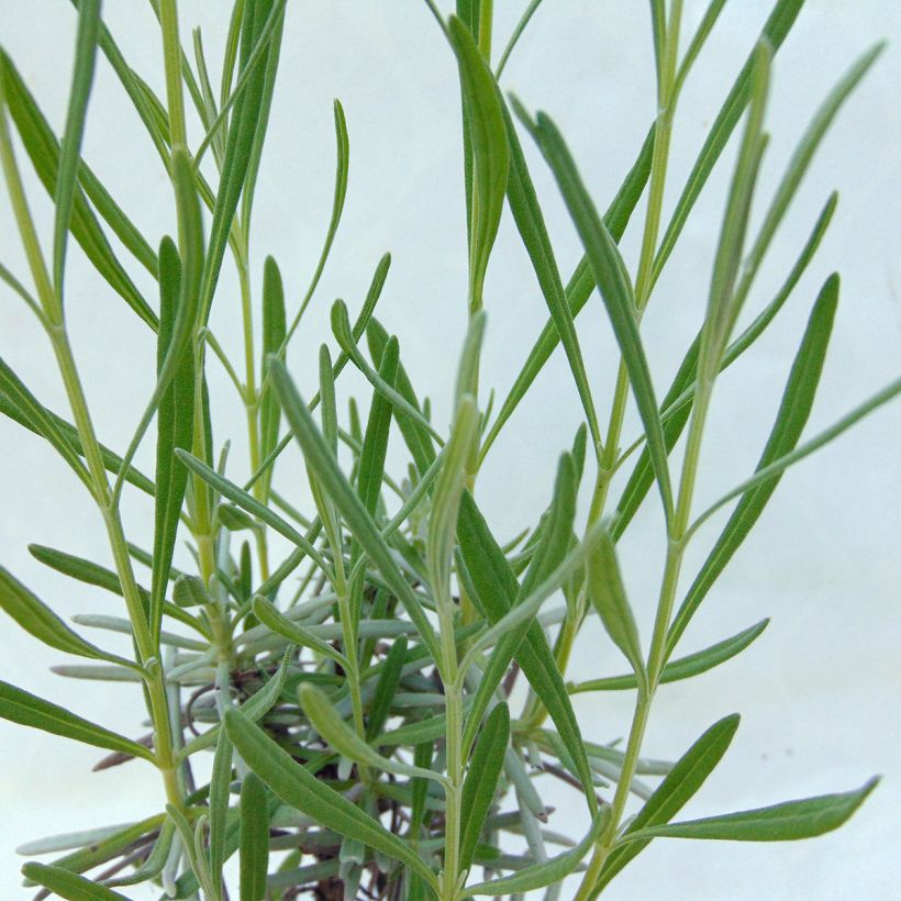 Lavande intermedia Grosso - Lavandin (Foliage)