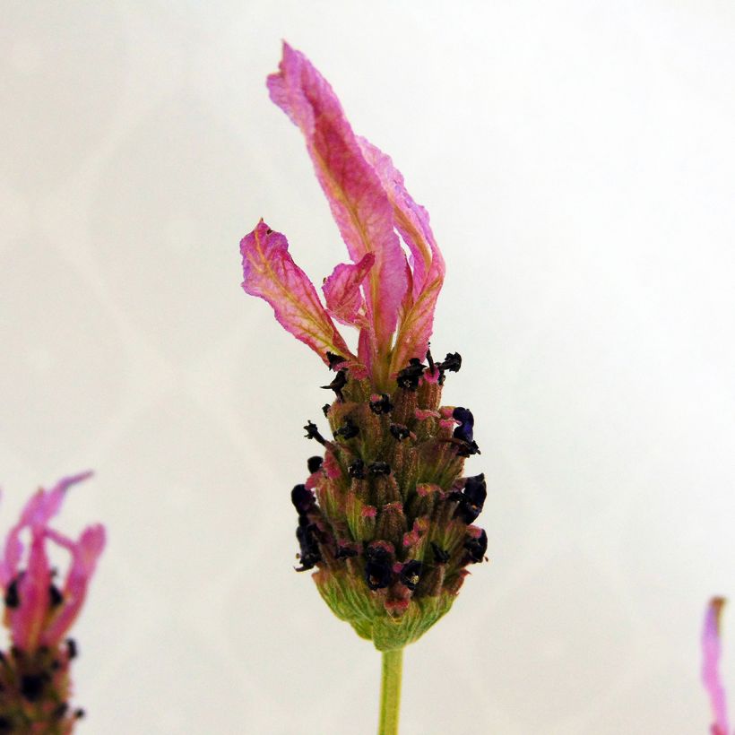 Lavande papillon - Lavandula stoechas (Flowering)