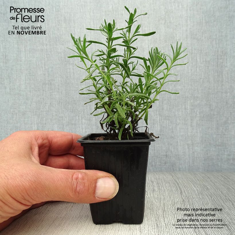 Example of Lavande papillon - Lavandula stoechas Godet de 7/8 cm as you get in automne