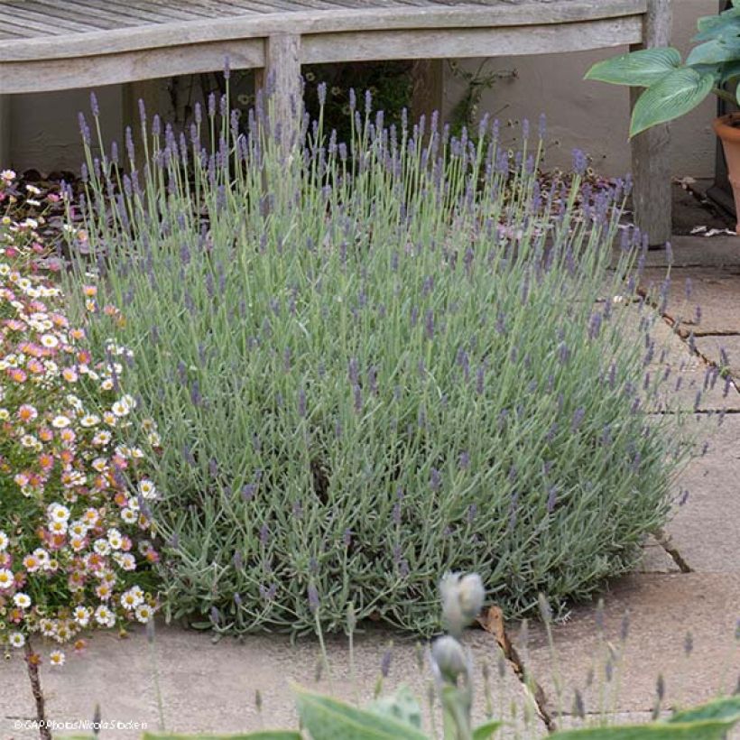 Lavande Richard Gray (Plant habit)