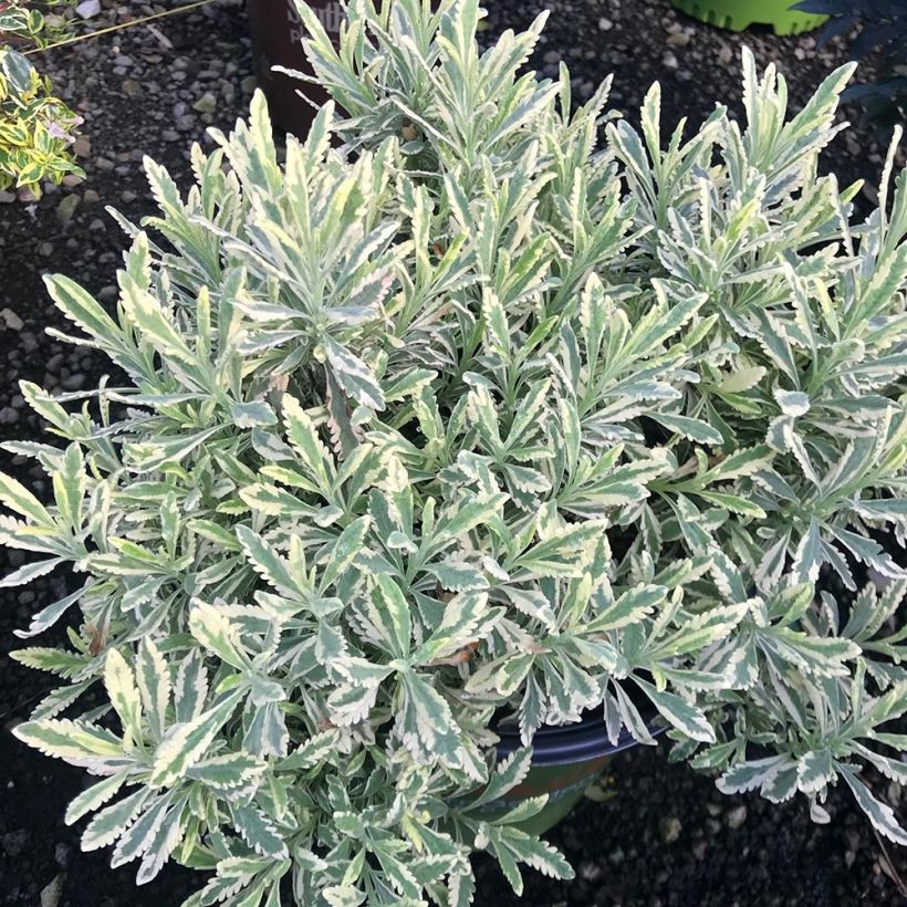 Lavande hybride Meerlo - Lavandula allardii (Plant habit)