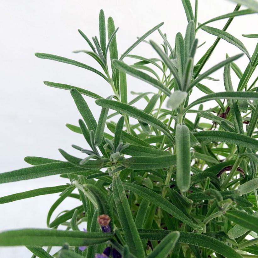 Lavandula angustifolia Essence Purple - Lavande vraie (Foliage)