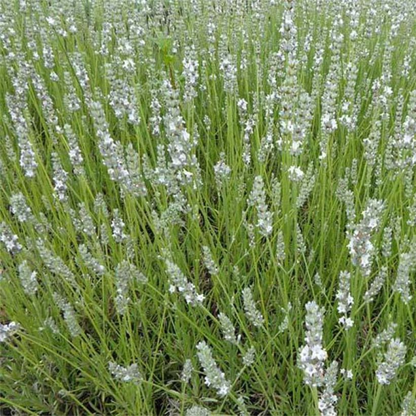 Lavande angustifolia Silbermöwe (Flowering)