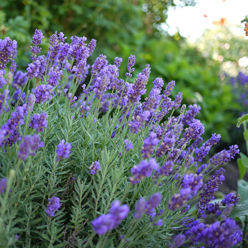 Lavande intermedia Dutch group - Lavandin (Flowering)