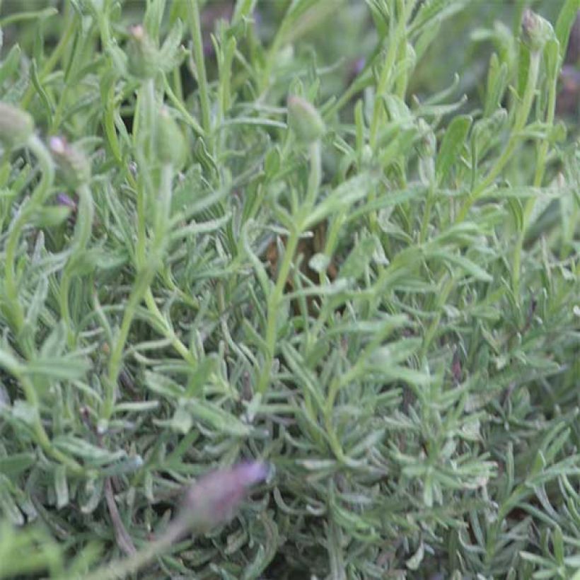 Lavande papillon Fat Head (Foliage)