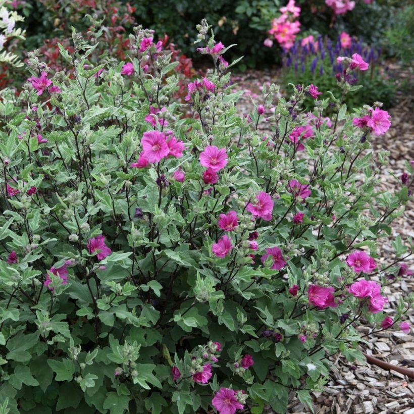 Lavatera thuringiaca Red Rum - Lavatère arbustive (Plant habit)