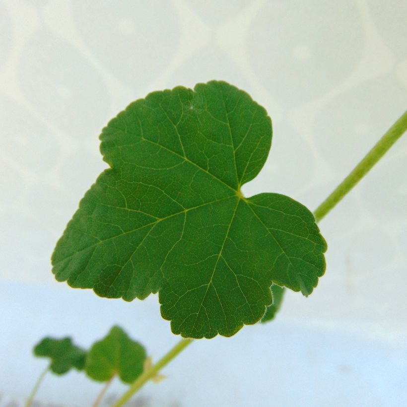 Lavatère Barnsley - Lavatera thuringiaca  (Foliage)