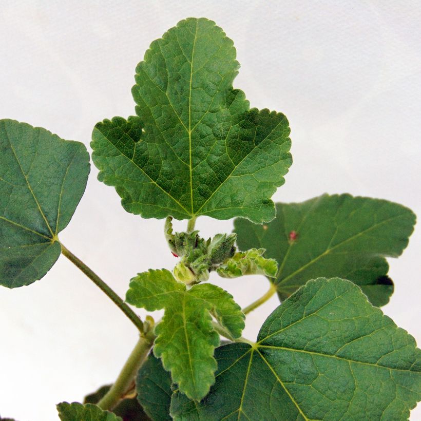 Lavatère - Lavatera Blushing Bride (Foliage)