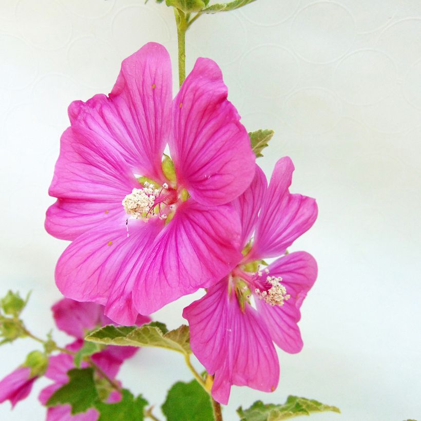 Lavatère - Lavatera Burgundy Wine (Flowering)