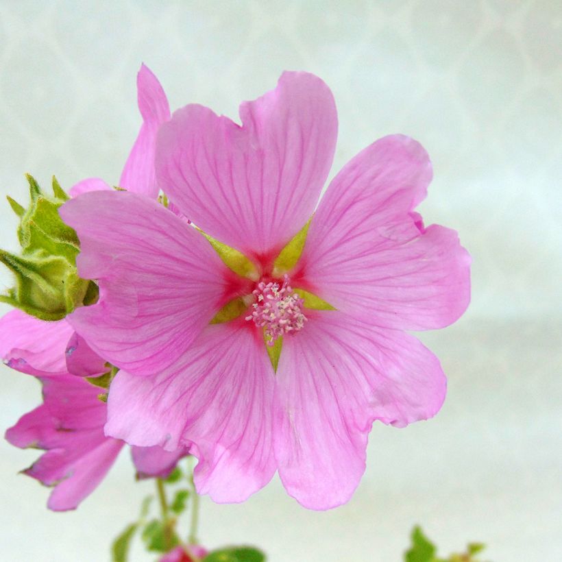 Lavatère - Lavatera Candy Floss (Flowering)
