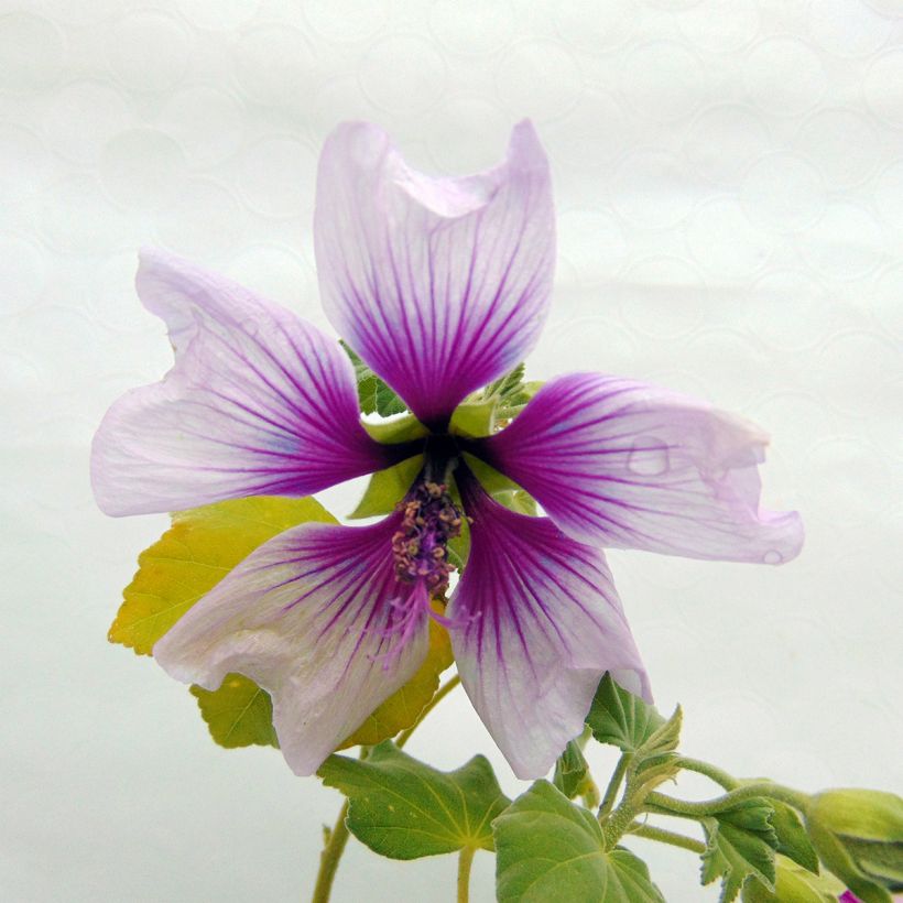 Lavatère maritime- Lavatera maritima Bicolor (Flowering)