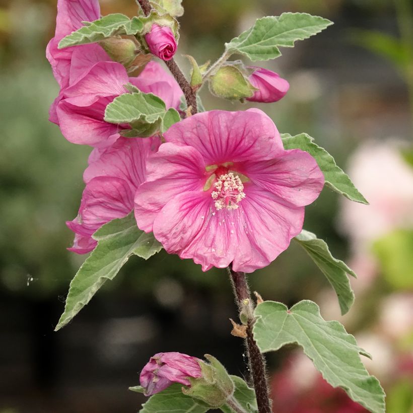 Lavatère thuringiaca Bredon Springs (Flowering)
