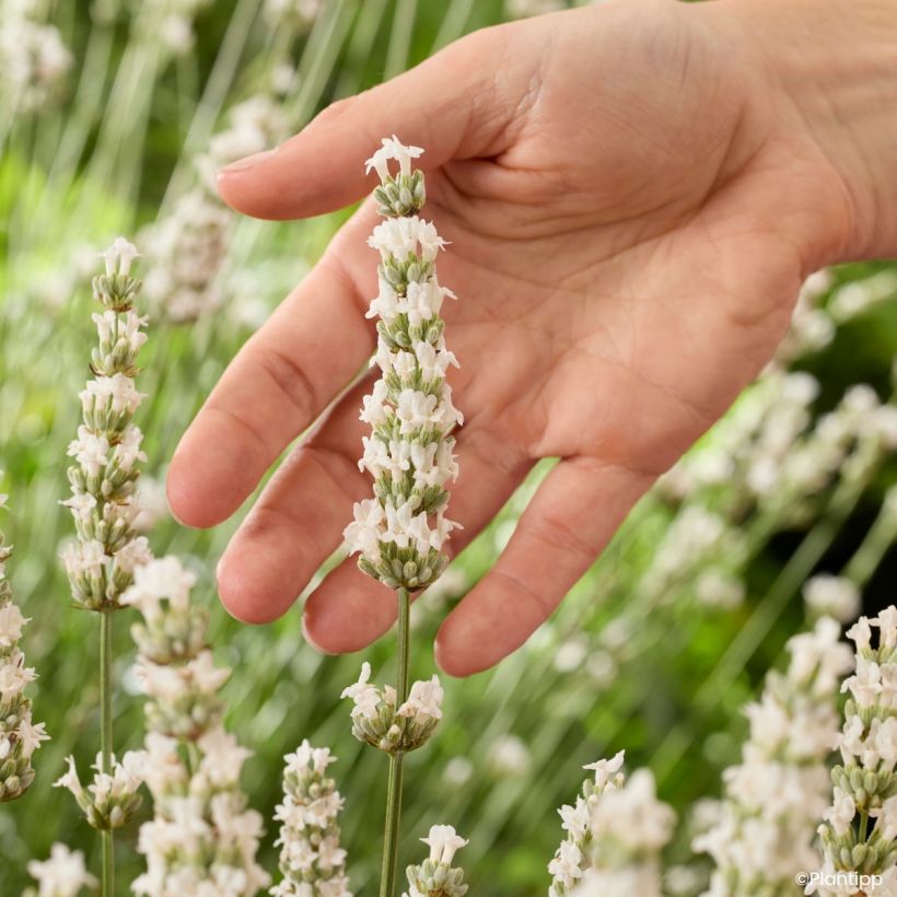 Lavande intermedia Exceptional - Lavandin (Flowering)
