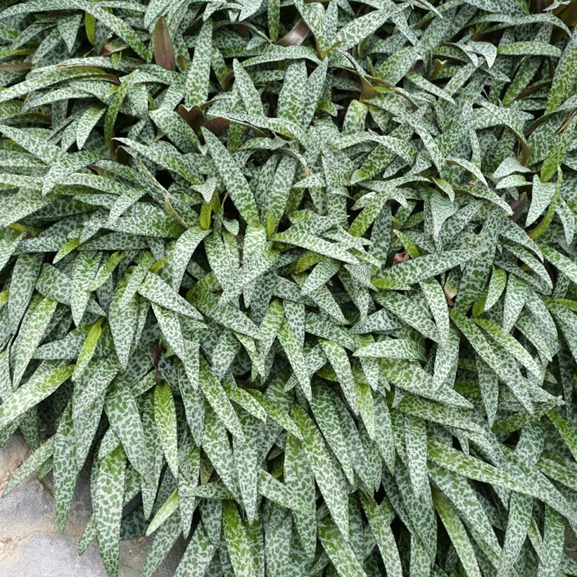 Ledebouria socialis - Scille violacée (Foliage)