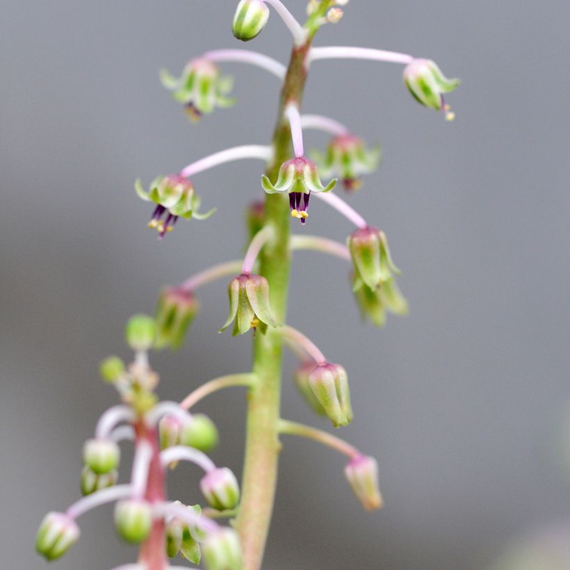 Ledebouria socialis - Scille violacée (Flowering)