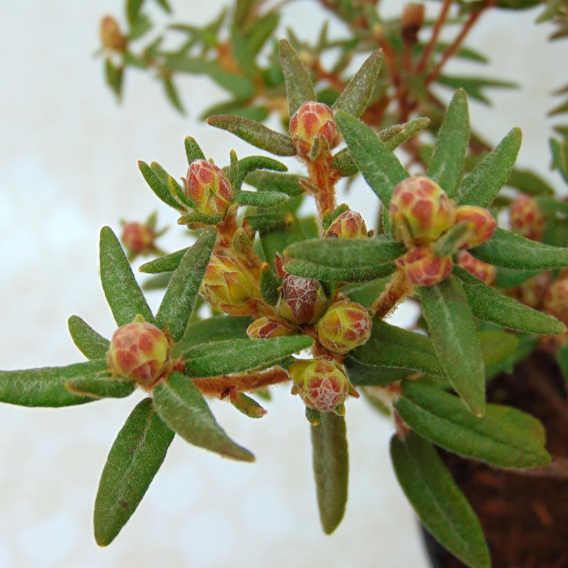 Ledum groendlandicum Helma - Thé du Labrador (Foliage)