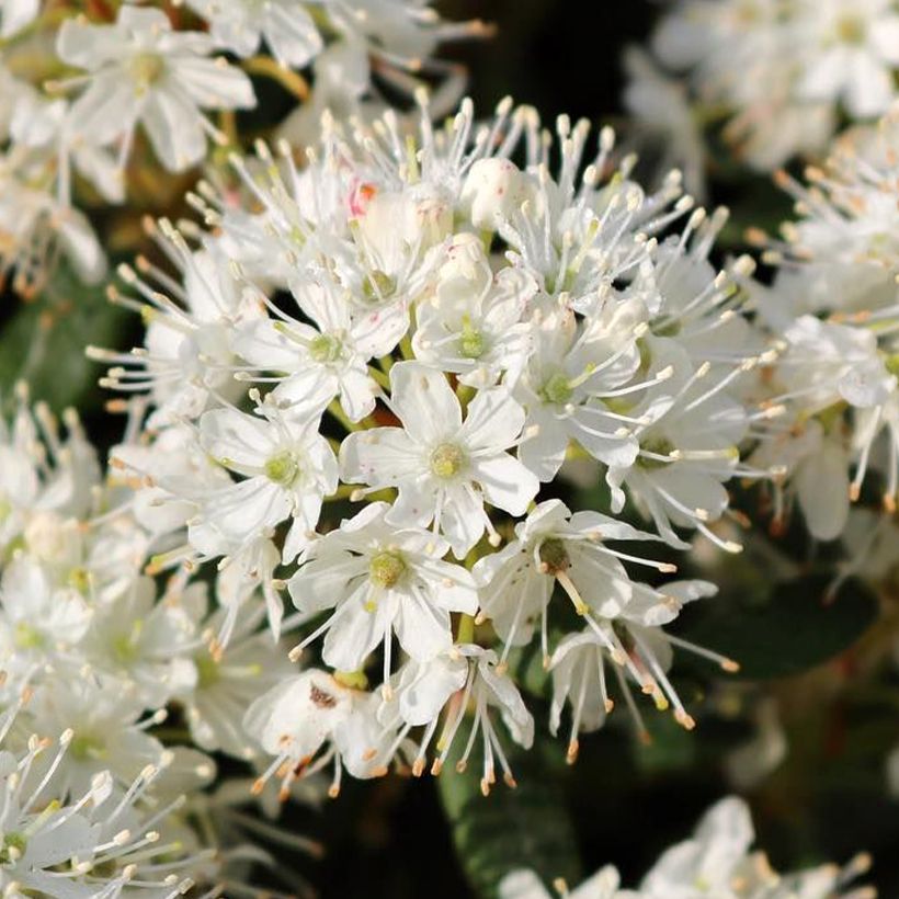 Ledum groenlandicum Compactum - Thé du Labrador (Flowering)