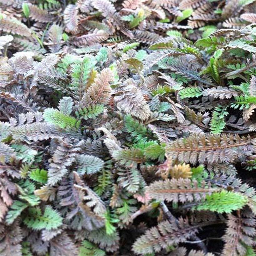 Leptinella potentillina - Cotule potentille (Foliage)