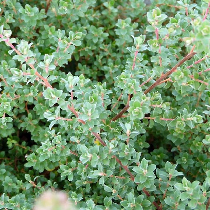 Leptospermum Karo Silver Ice - Arbre à thé (Foliage)