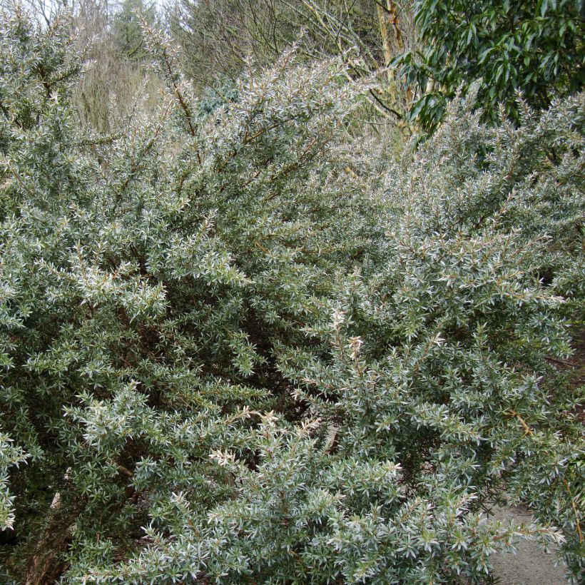 Leptospermum Silver Sheen - Arbre à thé laineux (Plant habit)