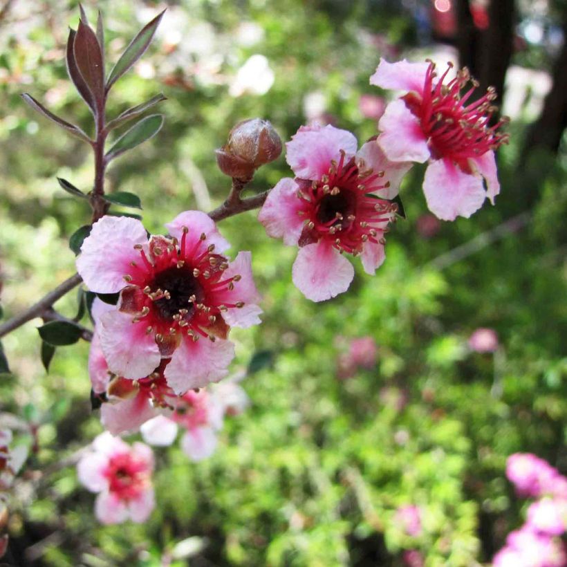 Leptospermum lanigerum Mesmer Eyes - Arbre à thé (Flowering)
