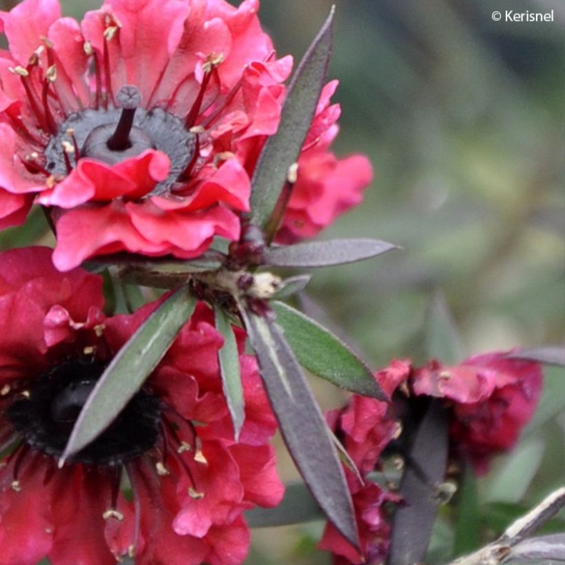 Leptospermum scoparium Crimson Glory - Arbre à thé de Nouvelle-Zélande (Foliage)