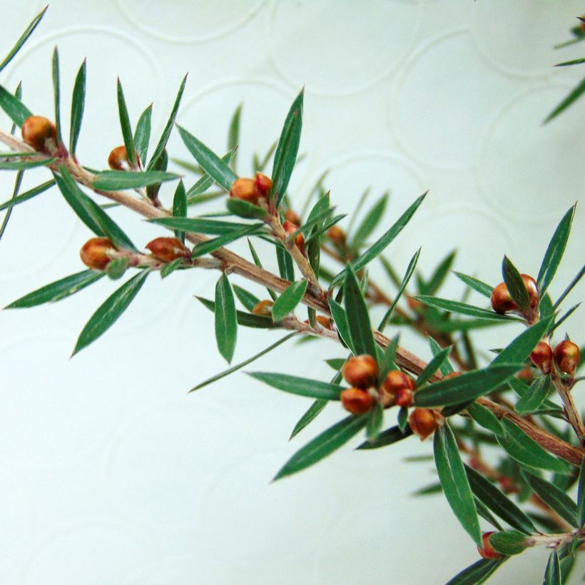 Leptospermum  scoparium Martini - Arbre à thé (Foliage)