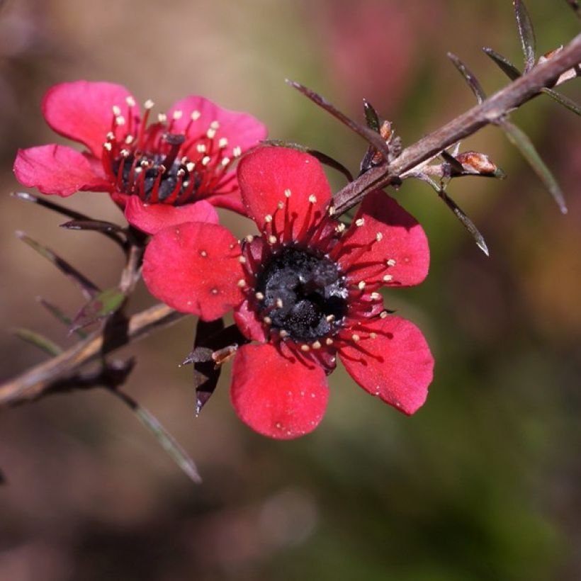 Leptospermum scoparium Nanum Kiwi - Arbre à thé de Nouvelle-Zélande (Flowering)