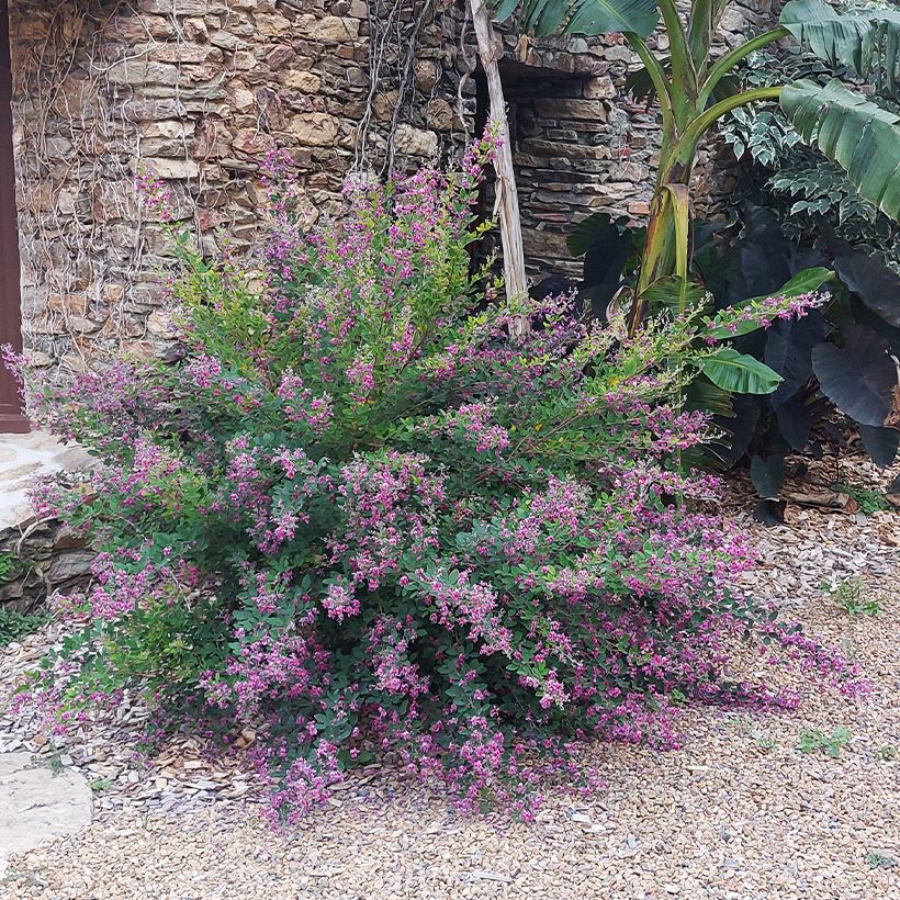 Lespedeza liukiuensis Little Volcano - Trèfle en arbre (Plant habit)