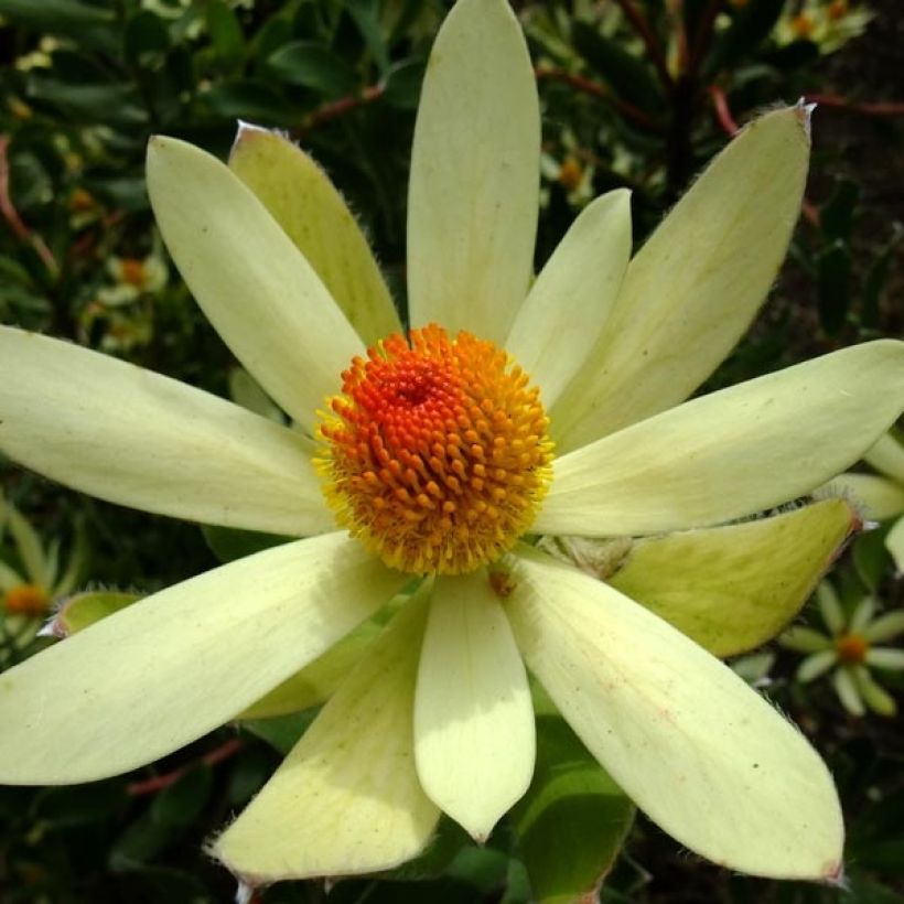 Leucadendron Summer Sun (Flowering)