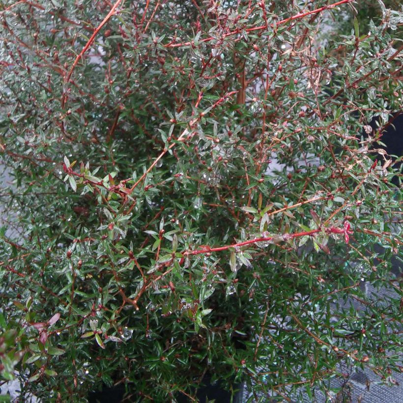 Leucadendron Sundance (Foliage)