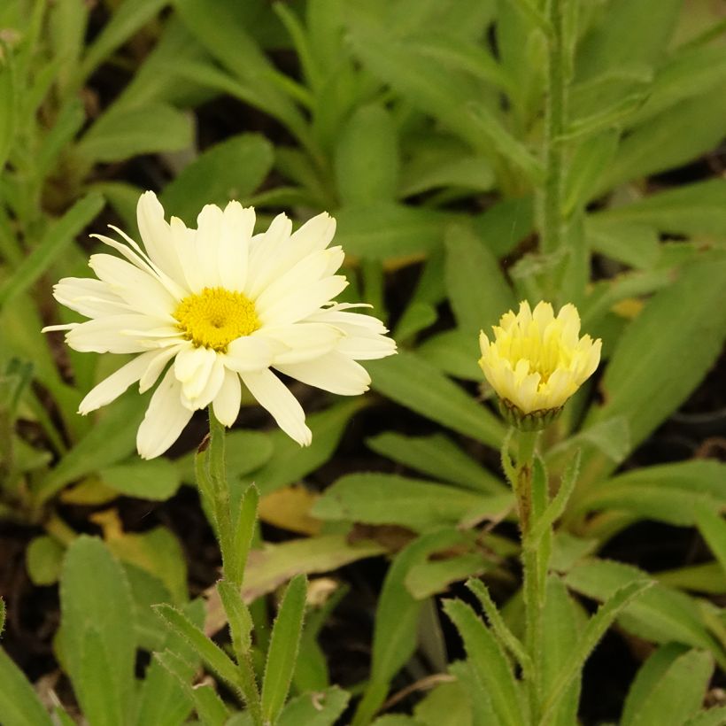 Leucanthemum Banana Cream - Grande marguerite (Flowering)