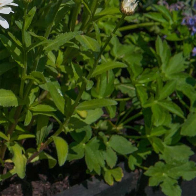 Leucanthemum Kings Crown - Grande marguerite. (Foliage)