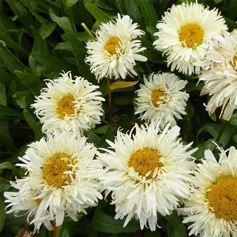 Leucanthemum Kings Crown - Grande marguerite. (Flowering)