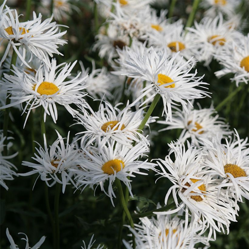 Leucanthemum Shapcott Gossamer - Grande marguerite (Flowering)