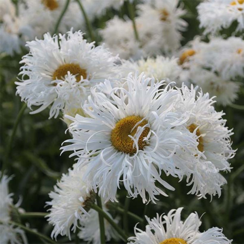 Leucanthemum Shapcott Ruffles - Grande marguerite (Flowering)