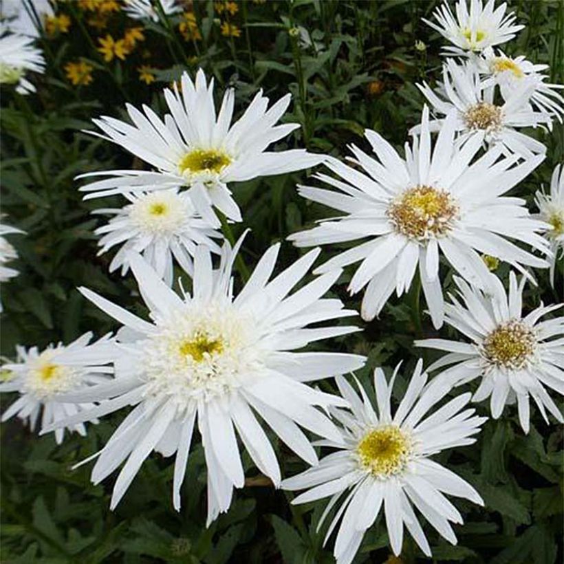 Leucanthemum superbum Christine Hagemann - Grande marguerite (Flowering)