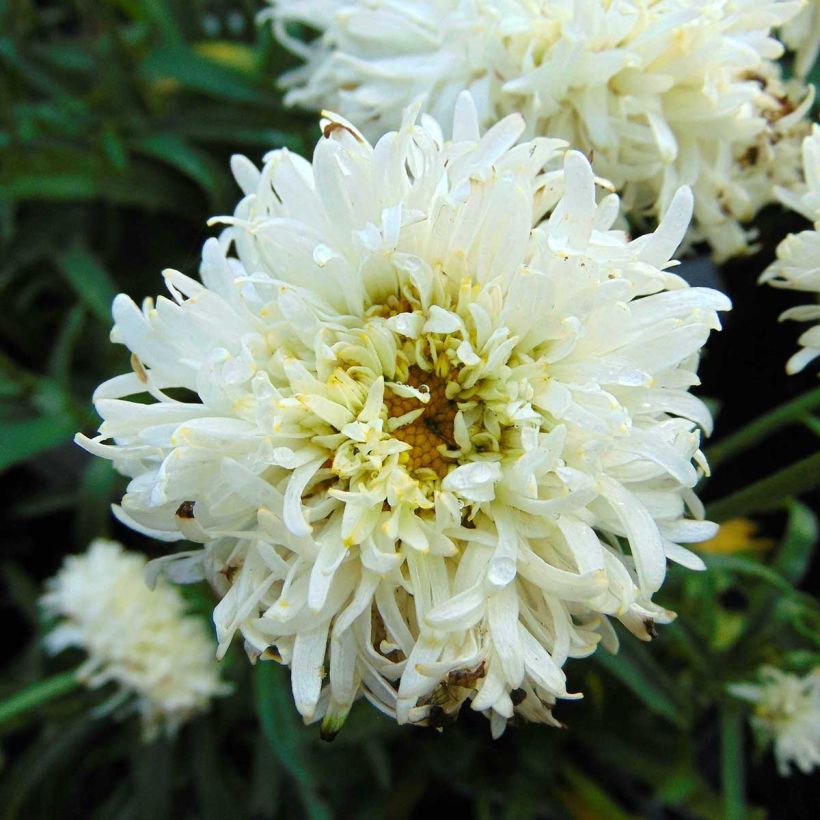 Leucanthemum superbum Engelina - Grande Marguerite (Flowering)
