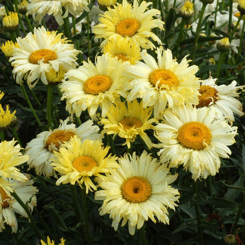 Leucanthemum superbum Goldfinch - Grande marguerite (Flowering)