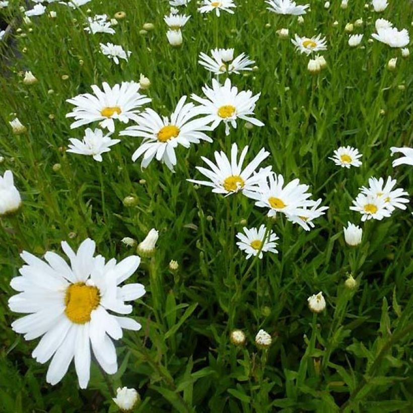 Leucanthemum Polaris - Marguerite d'été (Plant habit)
