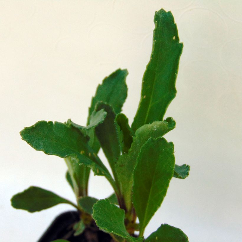 Leucanthemum superbum Real Glory - Grande Marguerite (Foliage)