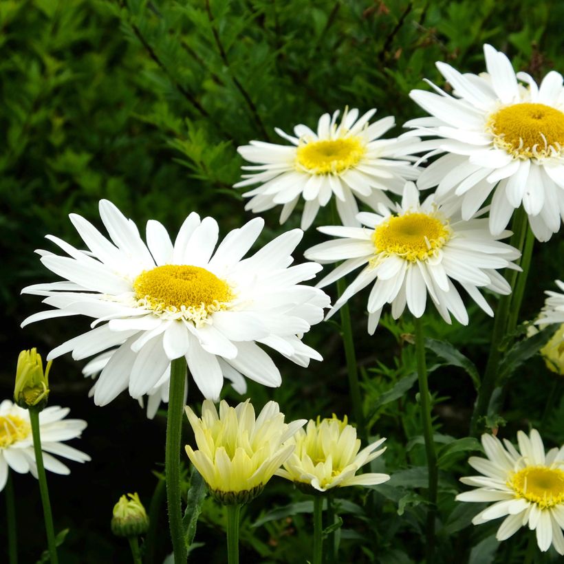 Leucanthemum superbum Real Glory - Grande Marguerite (Flowering)