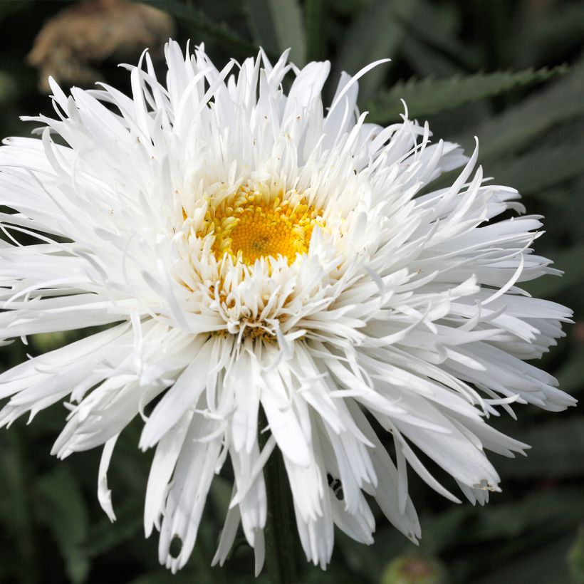 Leucanthemum superbum Snehurka - Grande marguerite (Flowering)