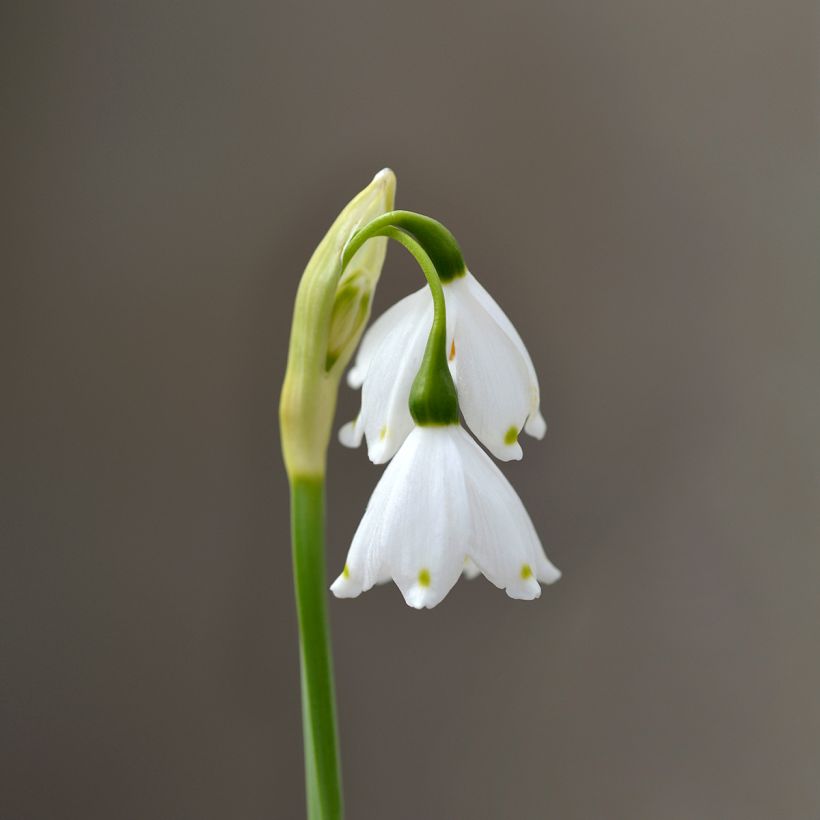 Nivéole d'été - Leucojum aestivum Bridesmaid  (Flowering)