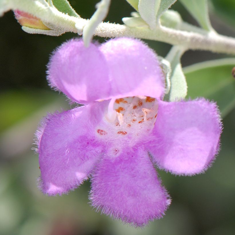 Leucophyllum frutescens - Sauge du désert (Flowering)