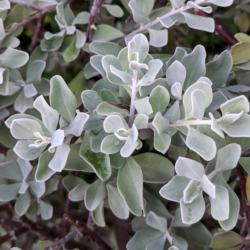 Leucophyllum frutescens - Sauge du désert (Foliage)